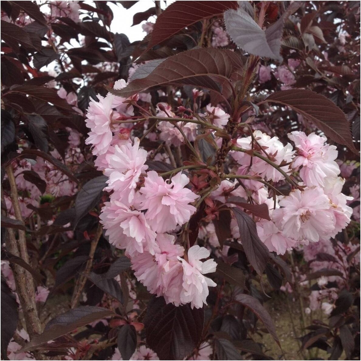 Japanese cherry 'Royal Burgundy' C5 Japanese cherry 'Royal Burgundy' C5