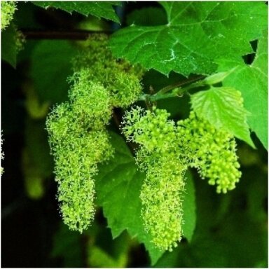 Vynmedis krantinis 'Ania' C2