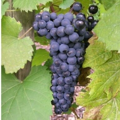 Vynmedis 'Leon Millot' C2