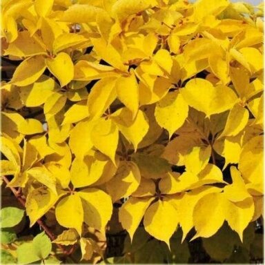 Vynvytis penkialapis 'Yellow Wall' PBR C5