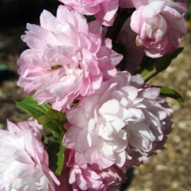 Flowering Almond 'ROSEA PLENA', C10 Flowering Almond 'ROSEA PLENA', C10