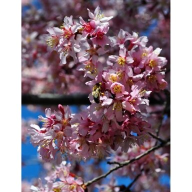 Cherry 'Okame' C10 Cherry 'Okame' C10
