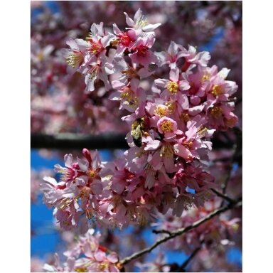 Cherry 'Okame' C5 Cherry 'Okame' C5