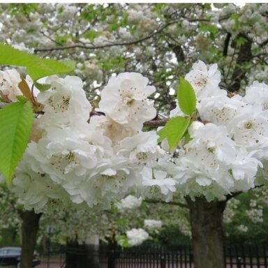 Cherry 'Rhexii' C20 Cherry 'Rhexii' C20