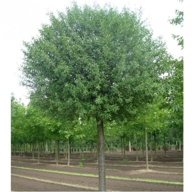 Cherry 'Umbraculifera' C10, Pa Cherry 'Umbraculifera' C10, Pa