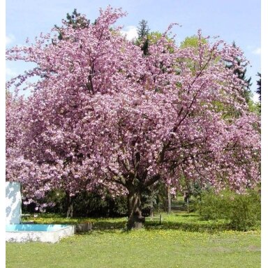 Japanese cherry 'Kanzan' C10 Japanese cherry 'Kanzan' C10