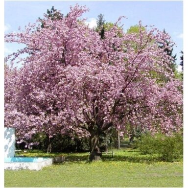 Japanese cherry 'Kanzan' C5 Japanese cherry 'Kanzan' C5