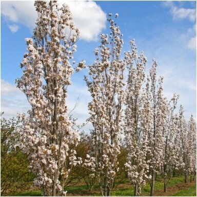 Japanese cherry 'Amanogawa' C10 Japanese cherry 'Amanogawa' C10
