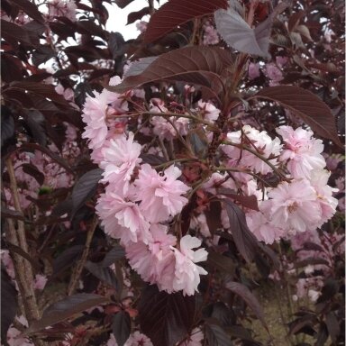 Japanese cherry 'Royal Burgundy' C10 Japanese cherry 'Royal Burgundy' C10