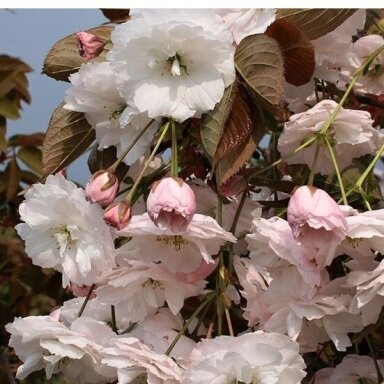 Japanese cherry 'Shirofugen' C10 Japanese cherry 'Shirofugen' C10