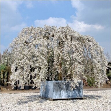 Yoshino cherry 'Ivensii' C10 Yoshino cherry 'Ivensii' C10