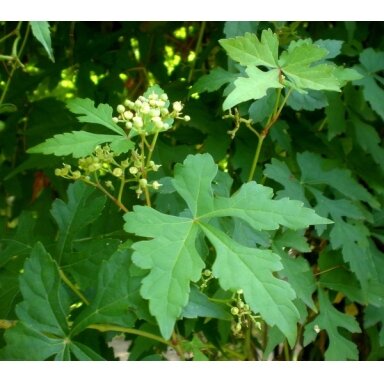 Monkshood vine,  C5