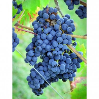 Vynmedis 'Cascade', C5 Vynmedis 'Cascade', C5
