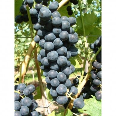 Vynmedis 'Osella' C2 Vynmedis 'Osella' C2