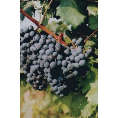 Vynmedis 'Vyšniovy ranny' C2 Vynmedis 'Vyšniovy ranny' C2