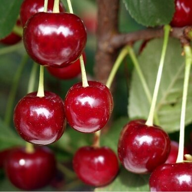 Dwarf Sour Cherry Tree 'Carmine Jewel' C5