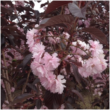 Vyšnia smailiadantė - Sakura 'Royal Burgundy' C7,5