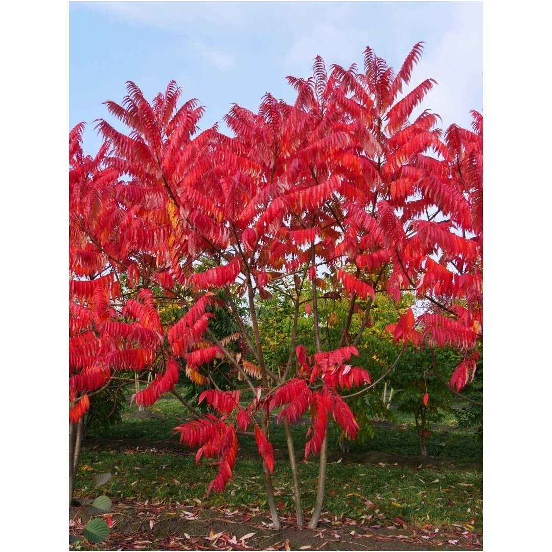 Staghorn sumac C2-3 1 Staghorn sumac C2-3 1