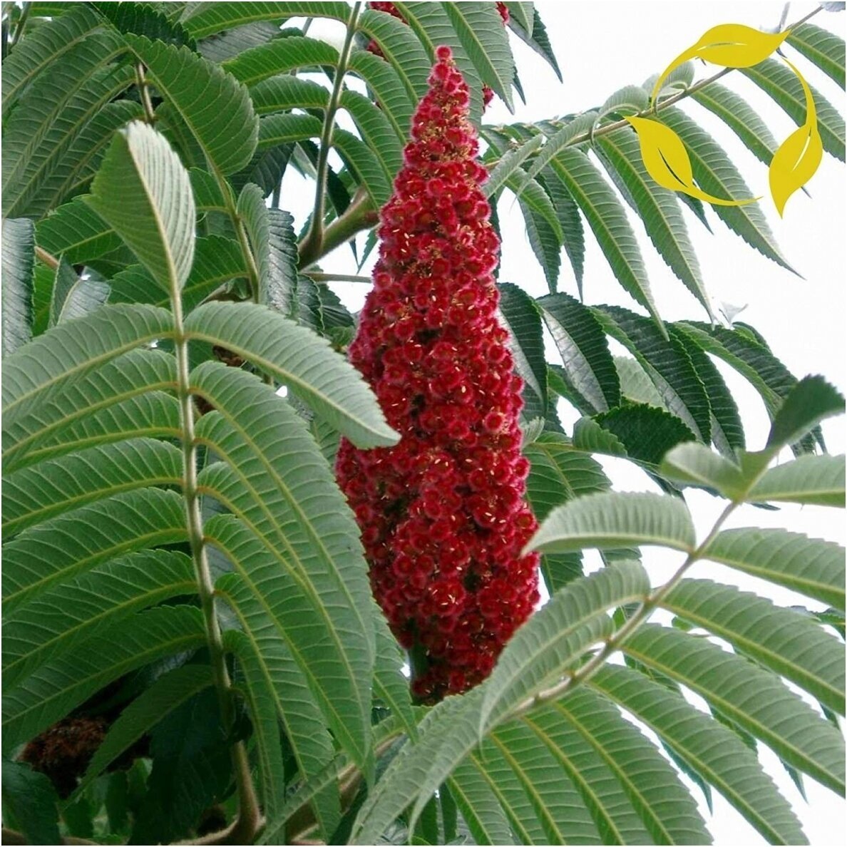 Staghorn sumac C2-3 Staghorn sumac C2-3