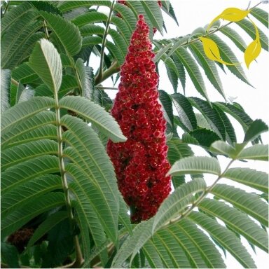 Staghorn sumac C2-3 Staghorn sumac C2-3