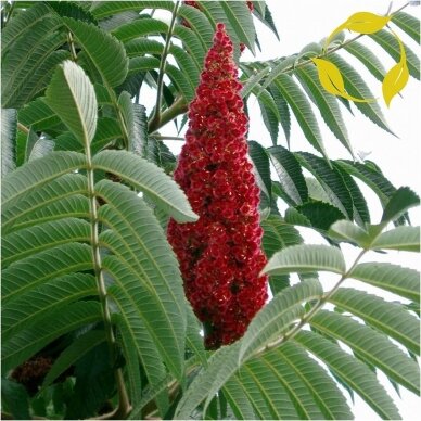 Staghorn sumac C2-3 Staghorn sumac C2-3
