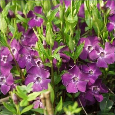 Žiemė mažoji / šliaužiančioji 'Atropurpurea' C2