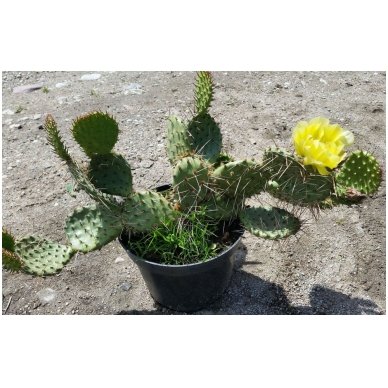 Žiemojantis kaktusas 'Opuncija' C1 3